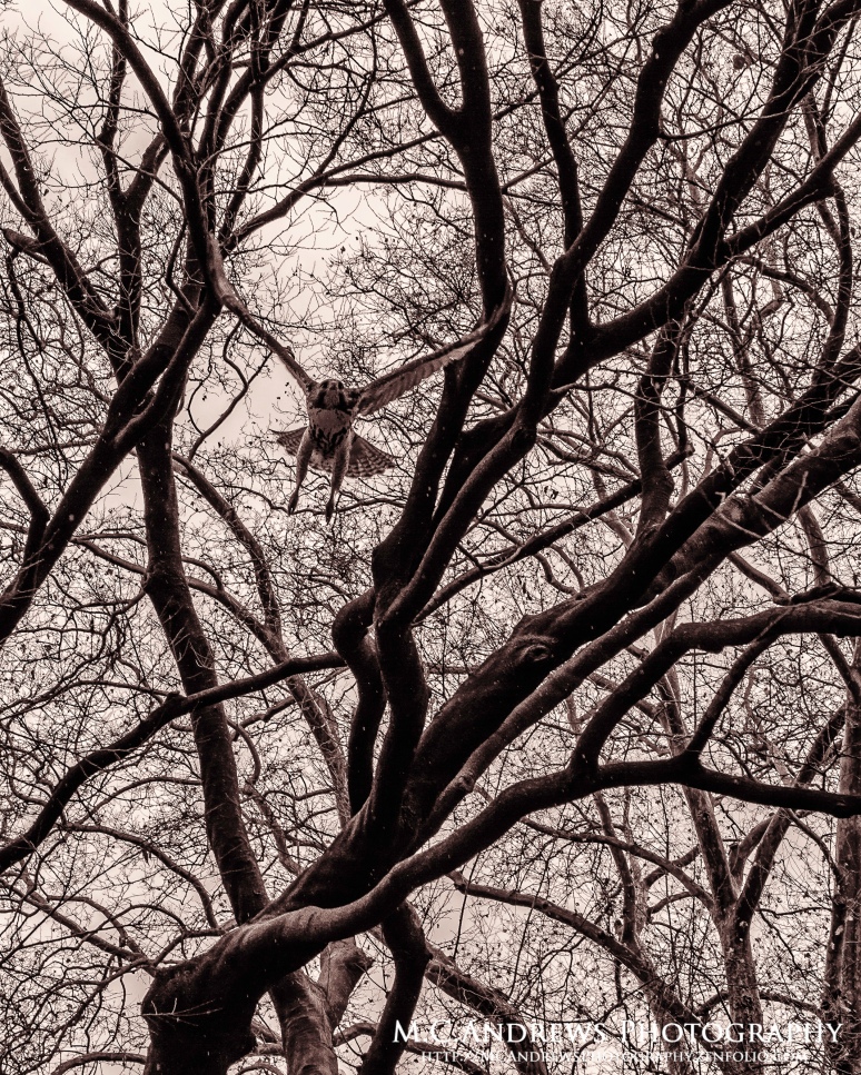 Out of the Tangle - Hawk in Central Park-